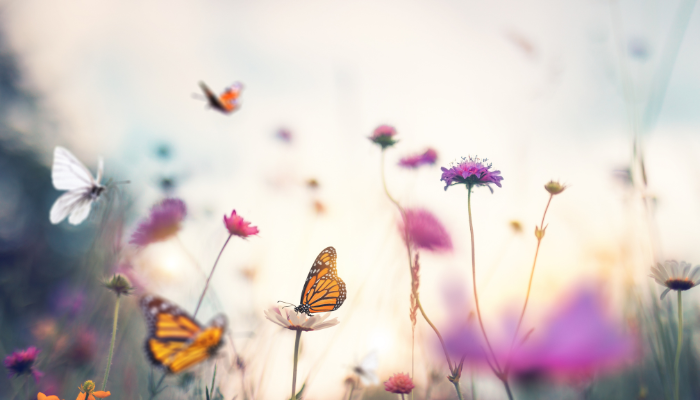 Puedes ser mariposa